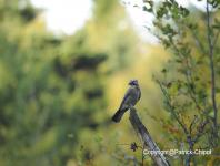 images/Oiseaux/oiseaux-(7) copie.jpg